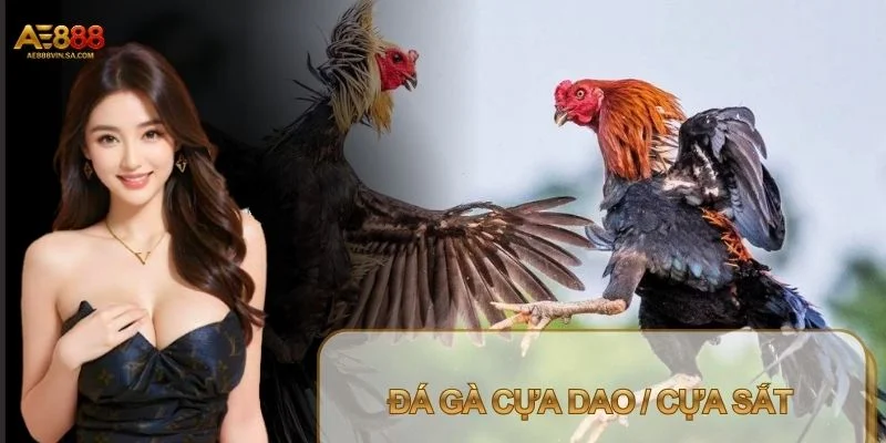 Đá Gà Cựa Dao / Cựa Sắt – Trải Nghiệm Kịch Tính Nhất Đá Gà Cựa Dao / Cựa Sắt – Trải Nghiệm Kịch Tính Nhất